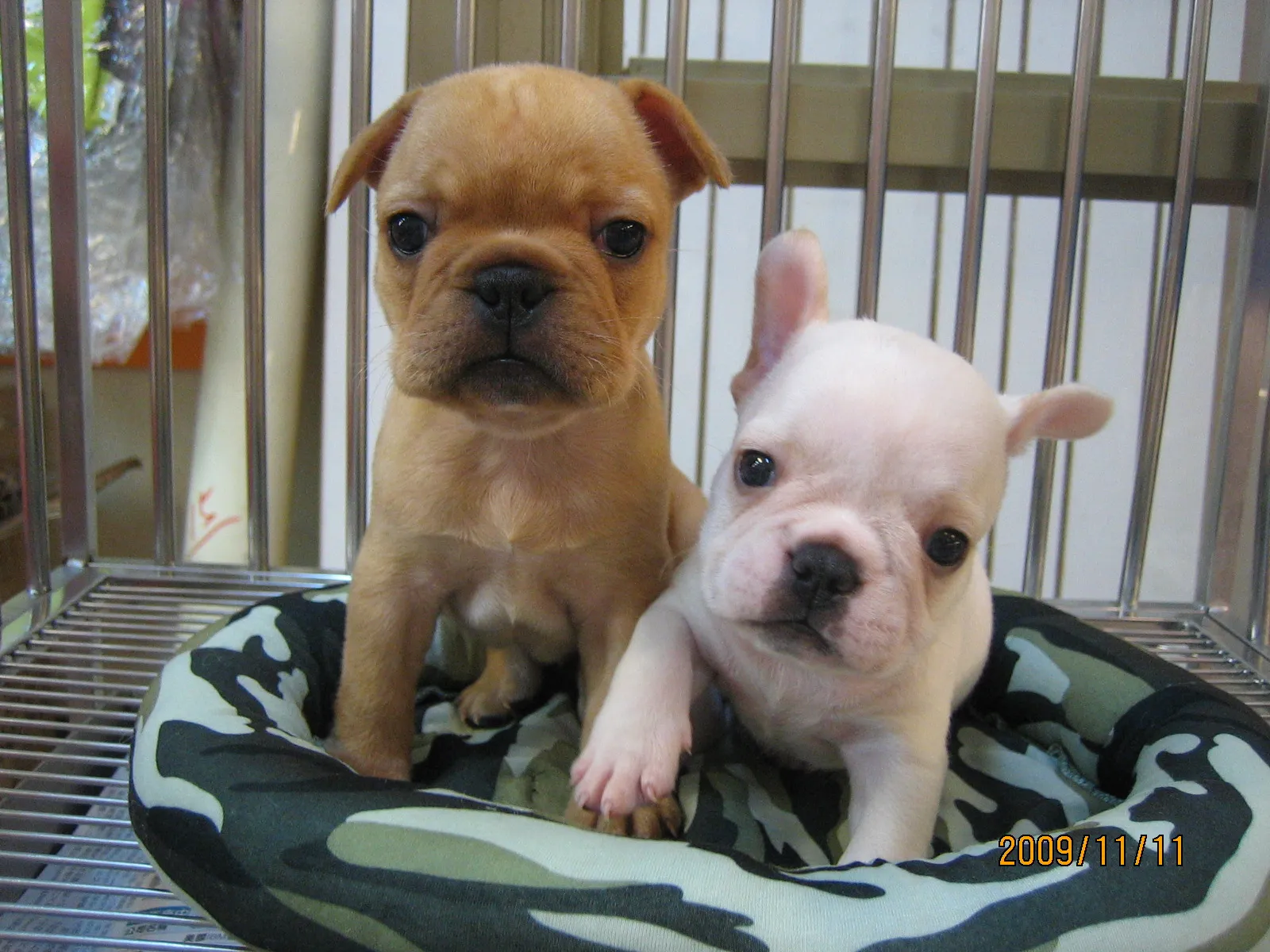 芭芭拉寵物生活館(貓)