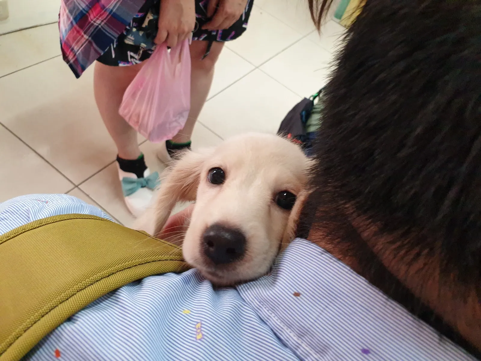 芭芭拉寵物生活館(貓)