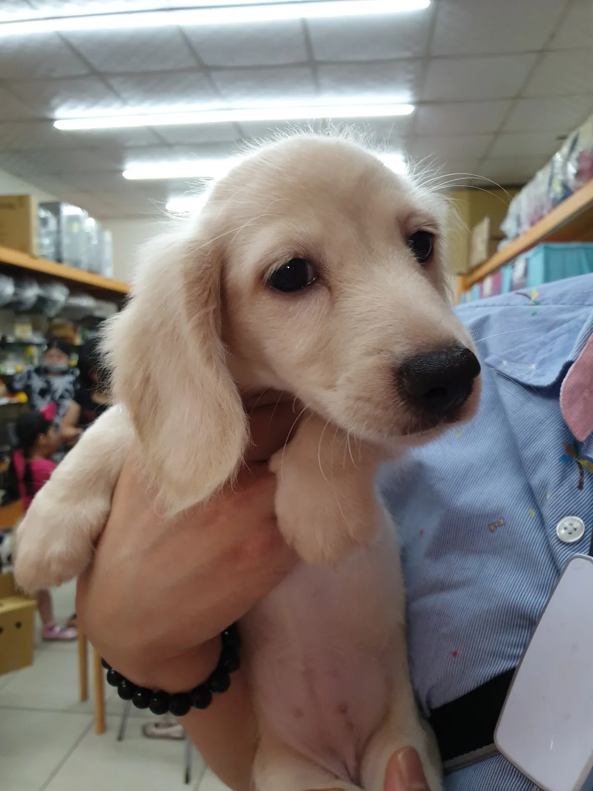 芭芭拉寵物生活館(貓)