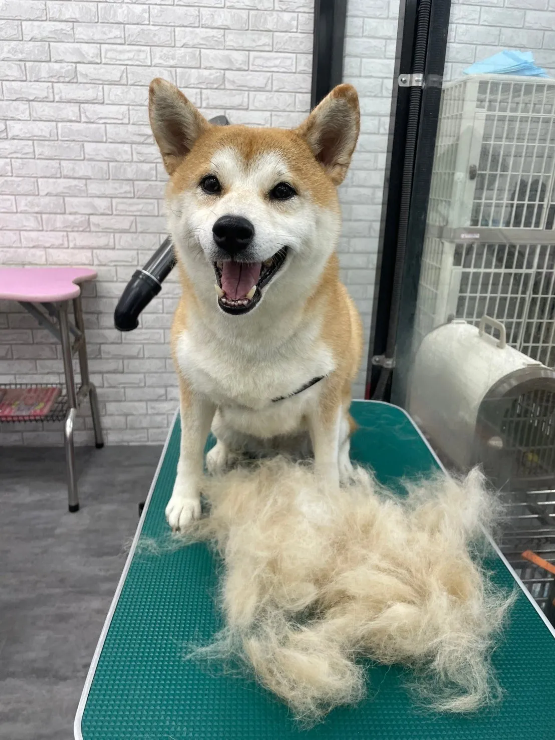 寵愛寶貝寵物店