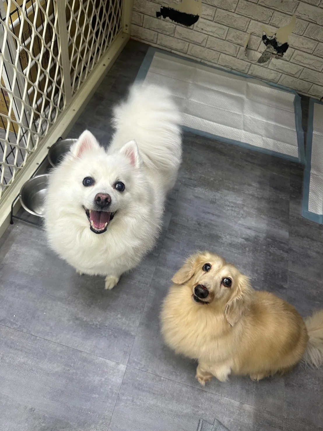 寵愛寶貝寵物店