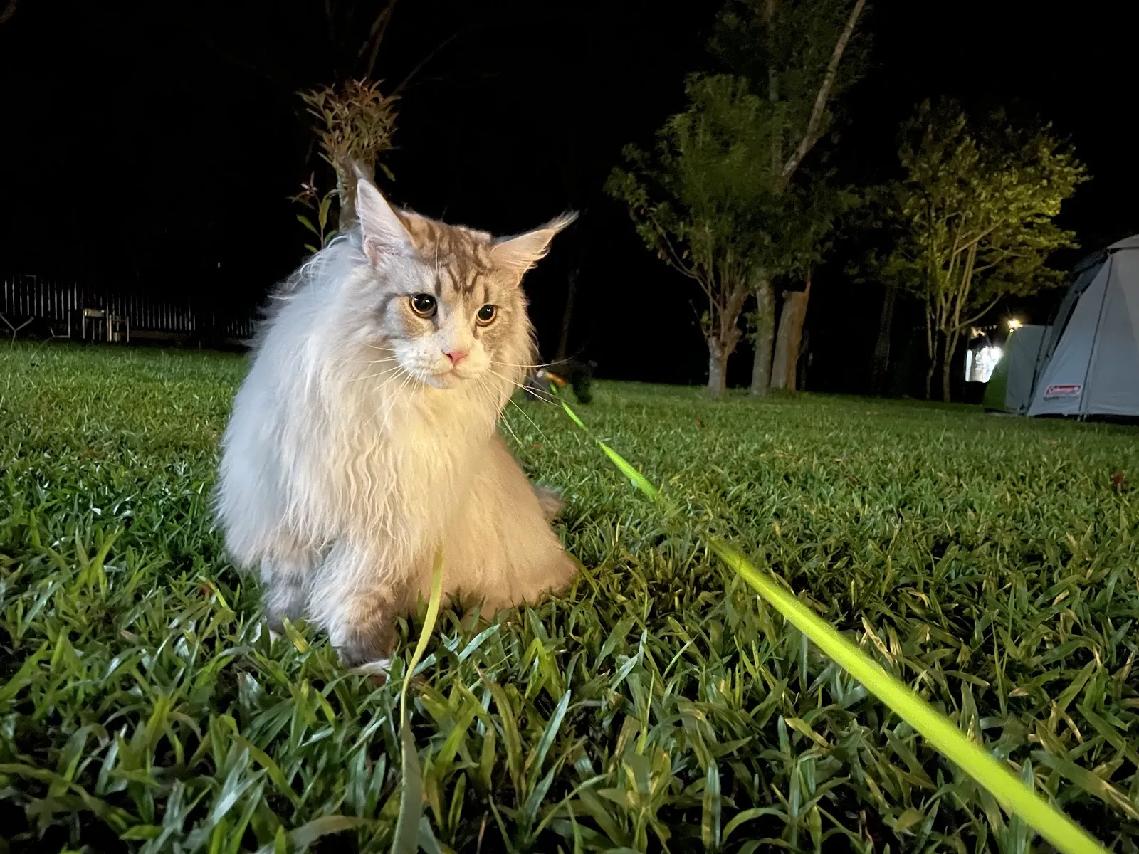 貝勒爺緬因貓舍