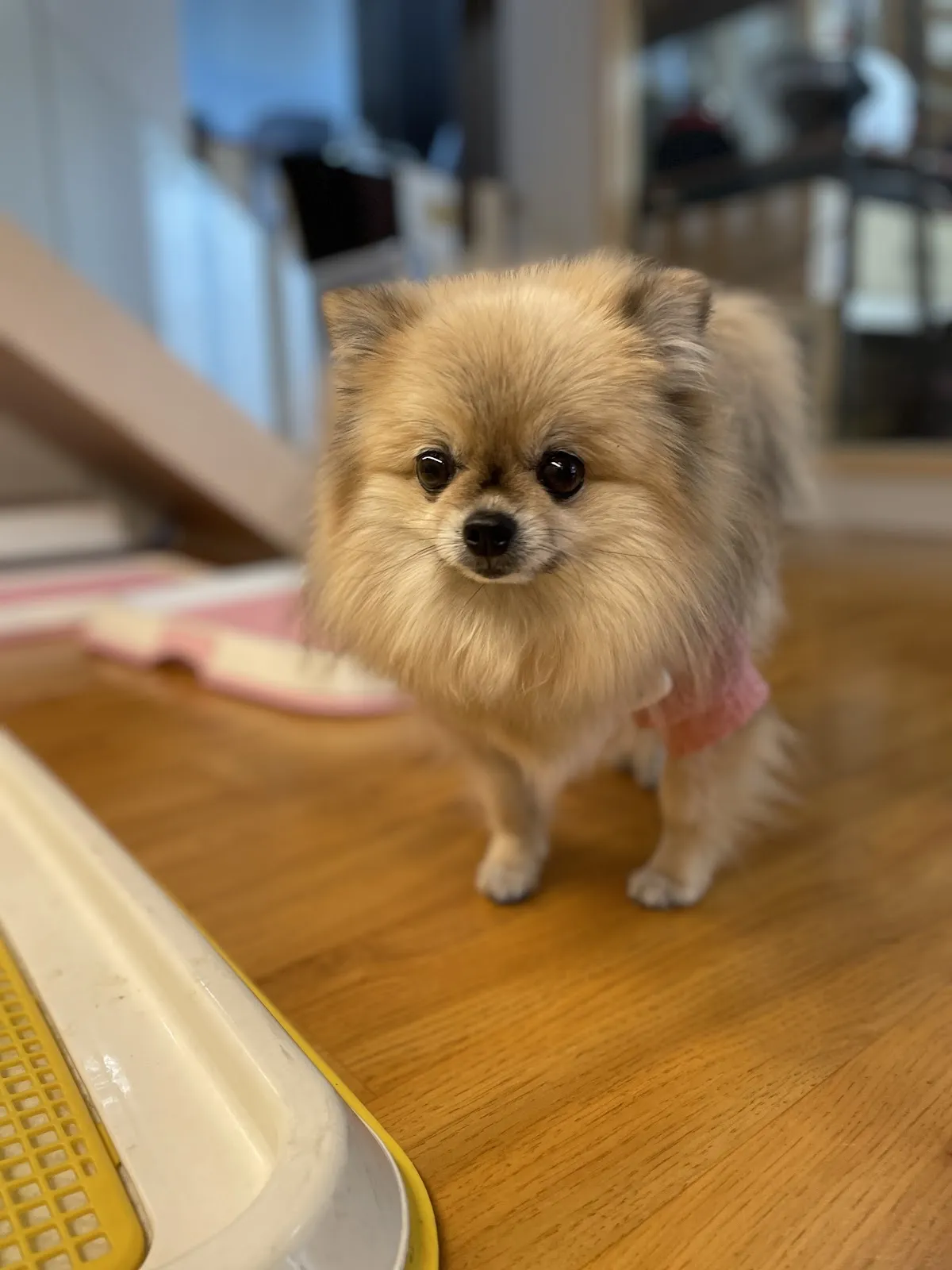 朵菈寵物生活館