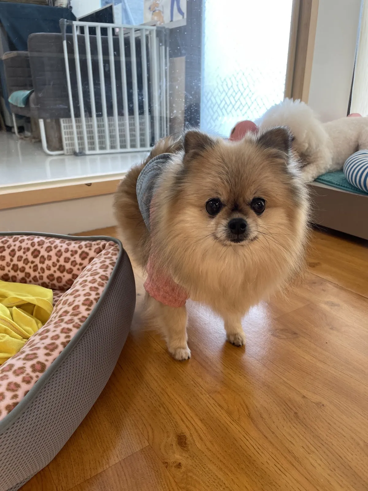 朵菈寵物生活館