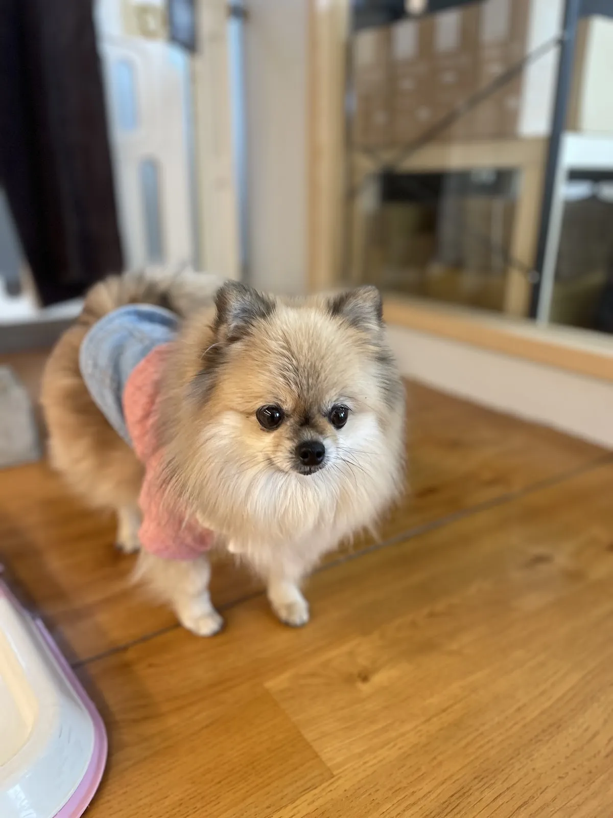 朵菈寵物生活館