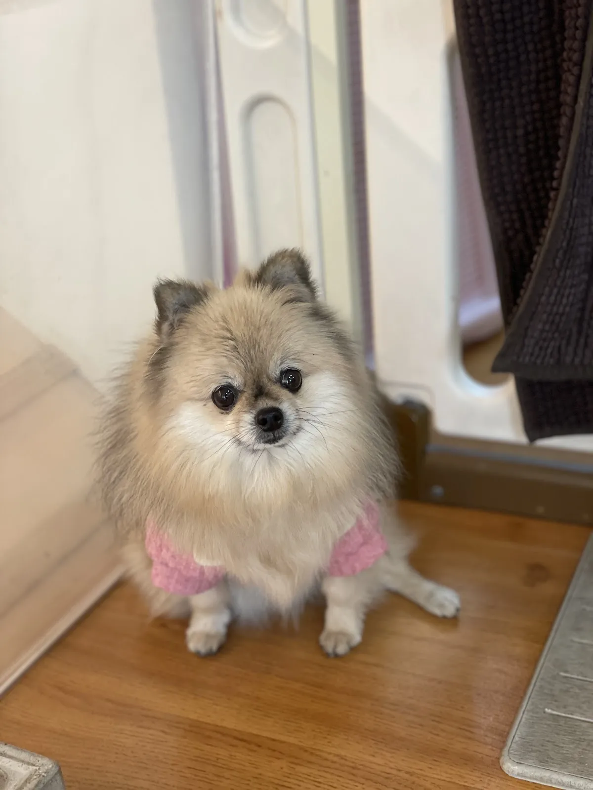 朵菈寵物生活館