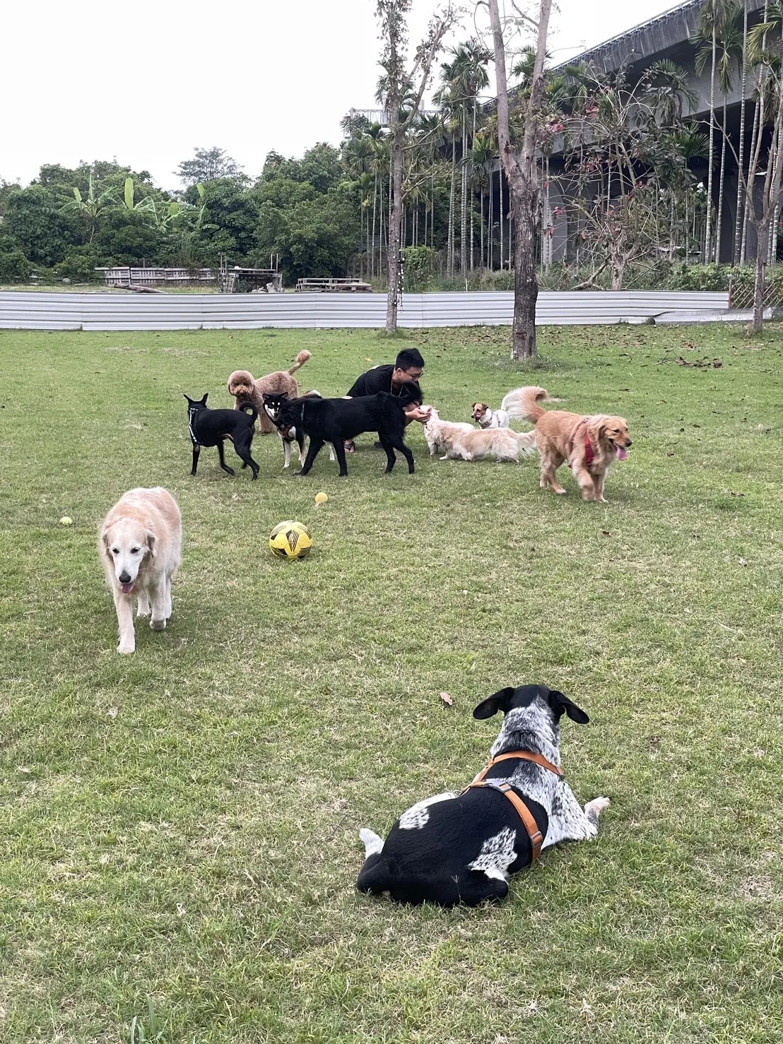 祝妮皮安企業社