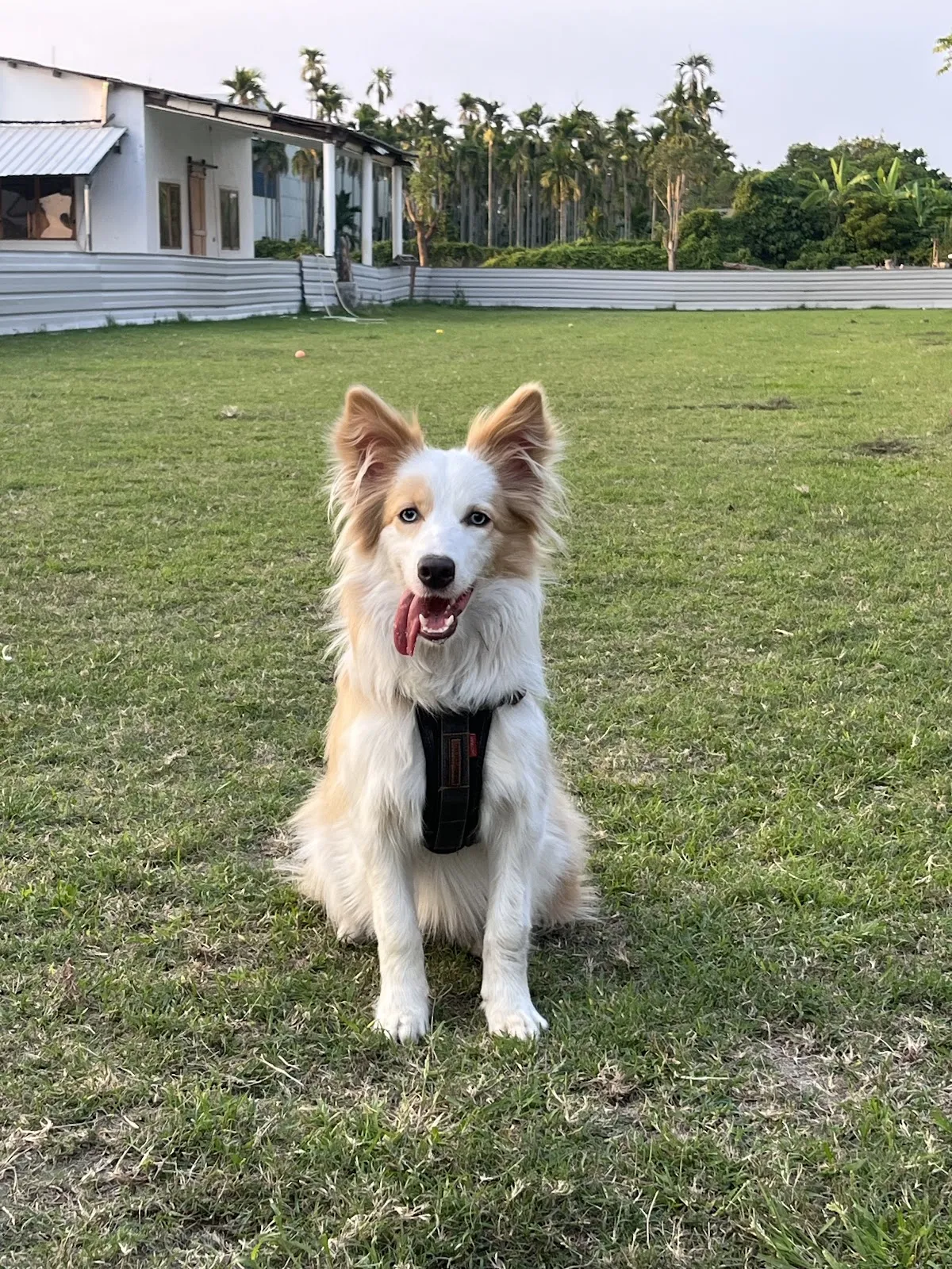 祝妮皮安企業社