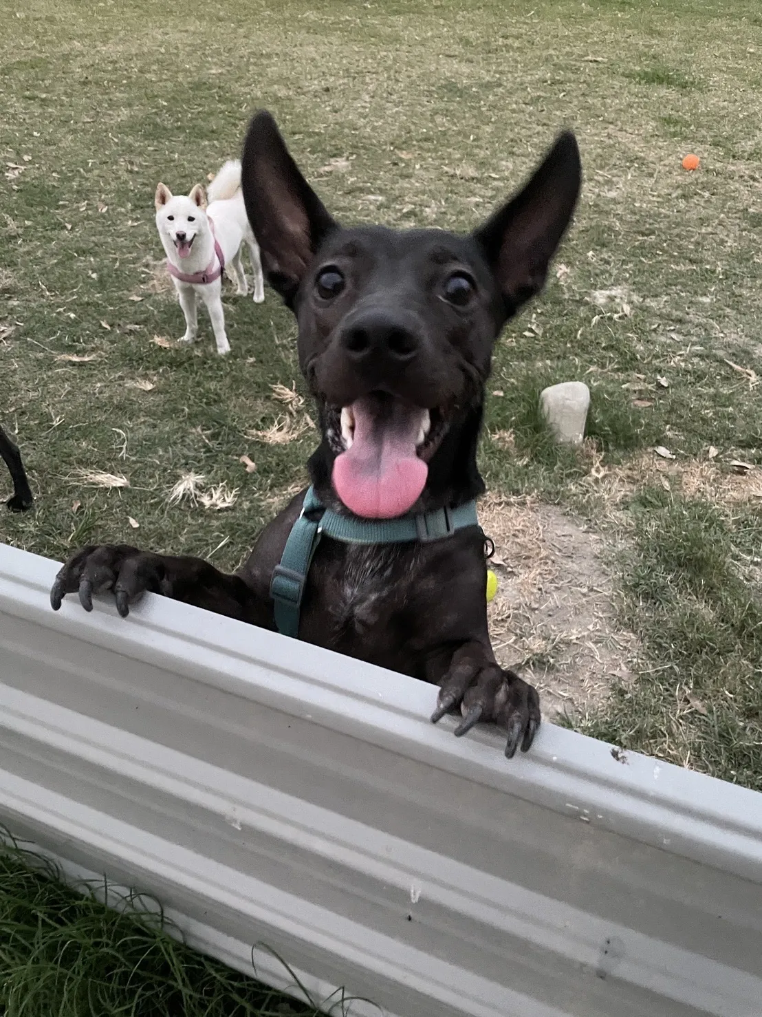 祝妮皮安企業社