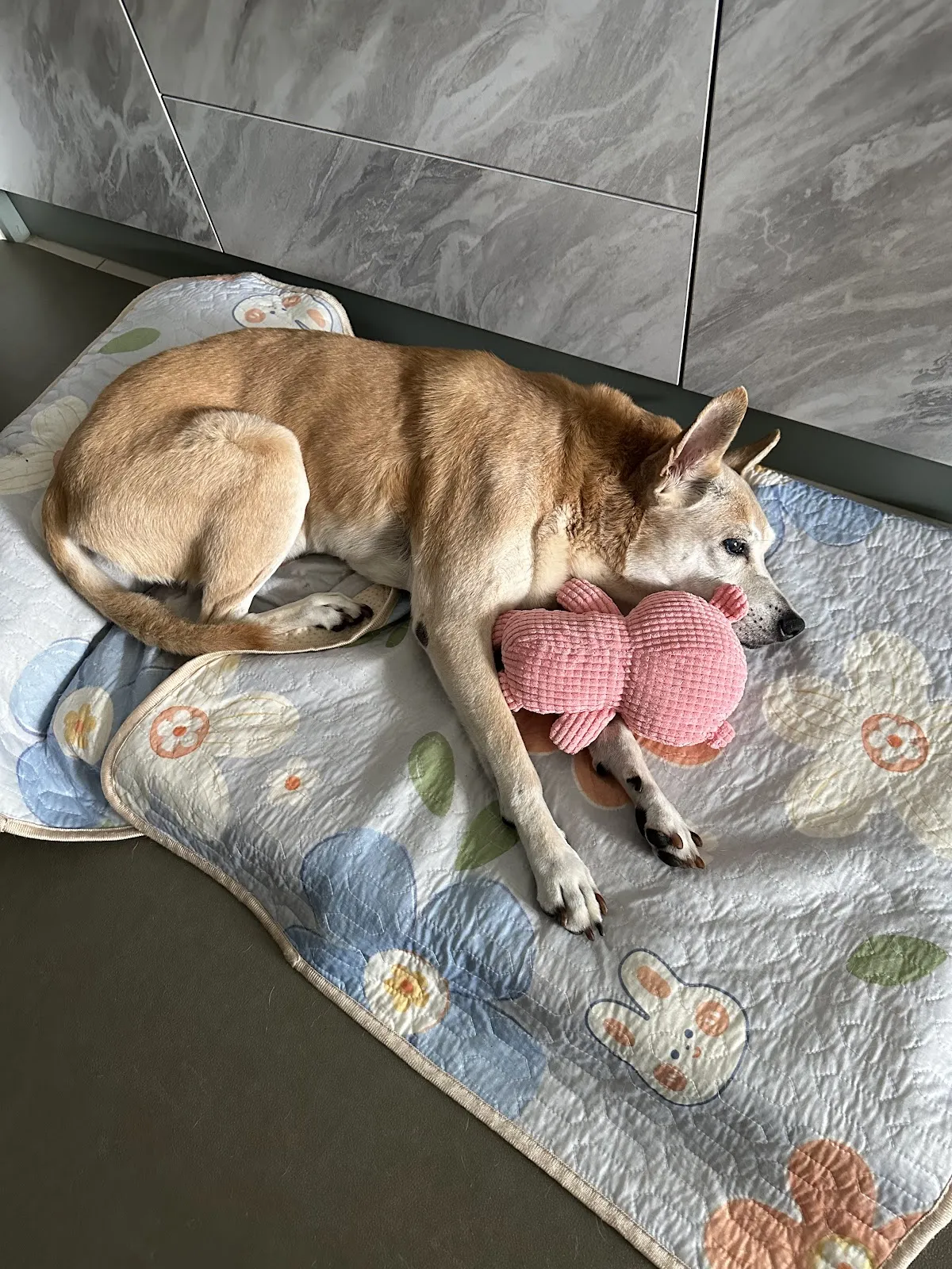 祝妮皮安企業社