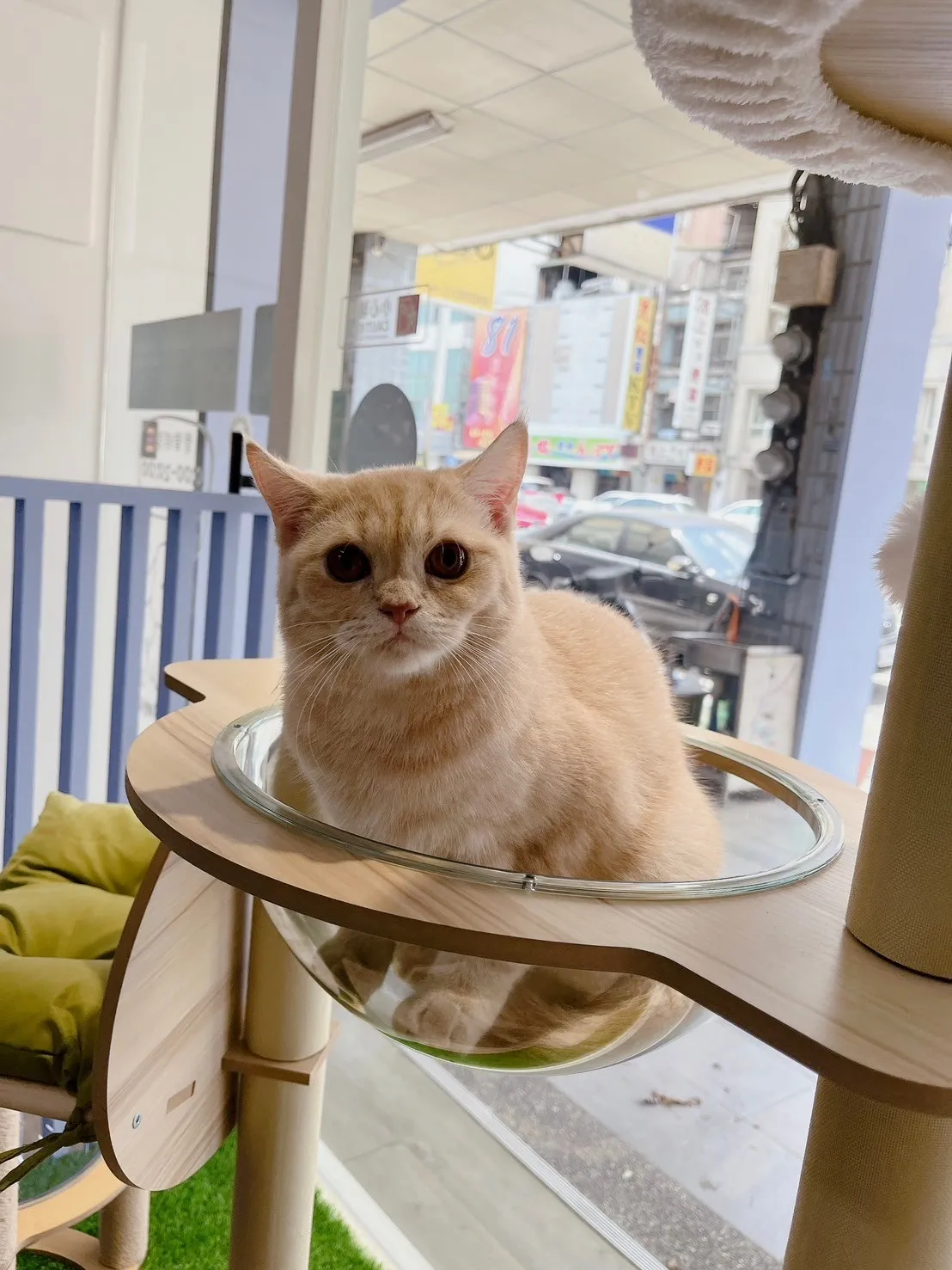 喵犬朕寵物生活館