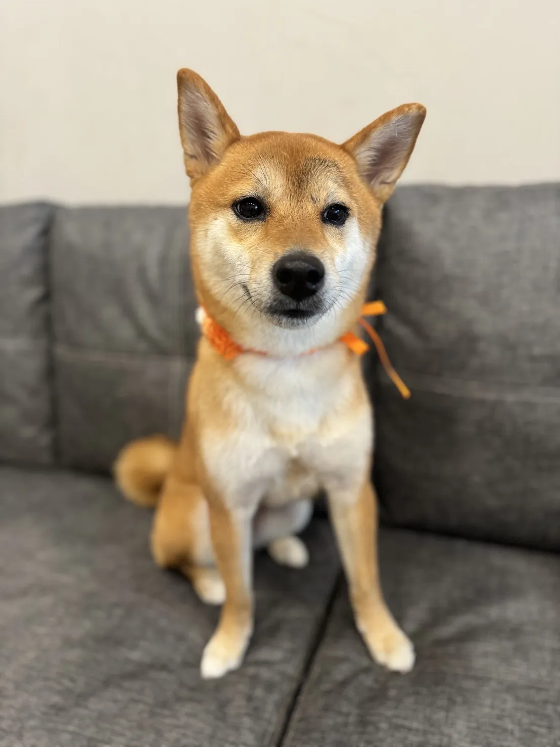 小犬時光寵物美容