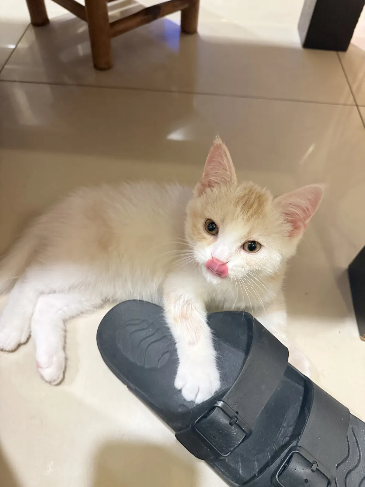 華貴皇族國際專業貓舍