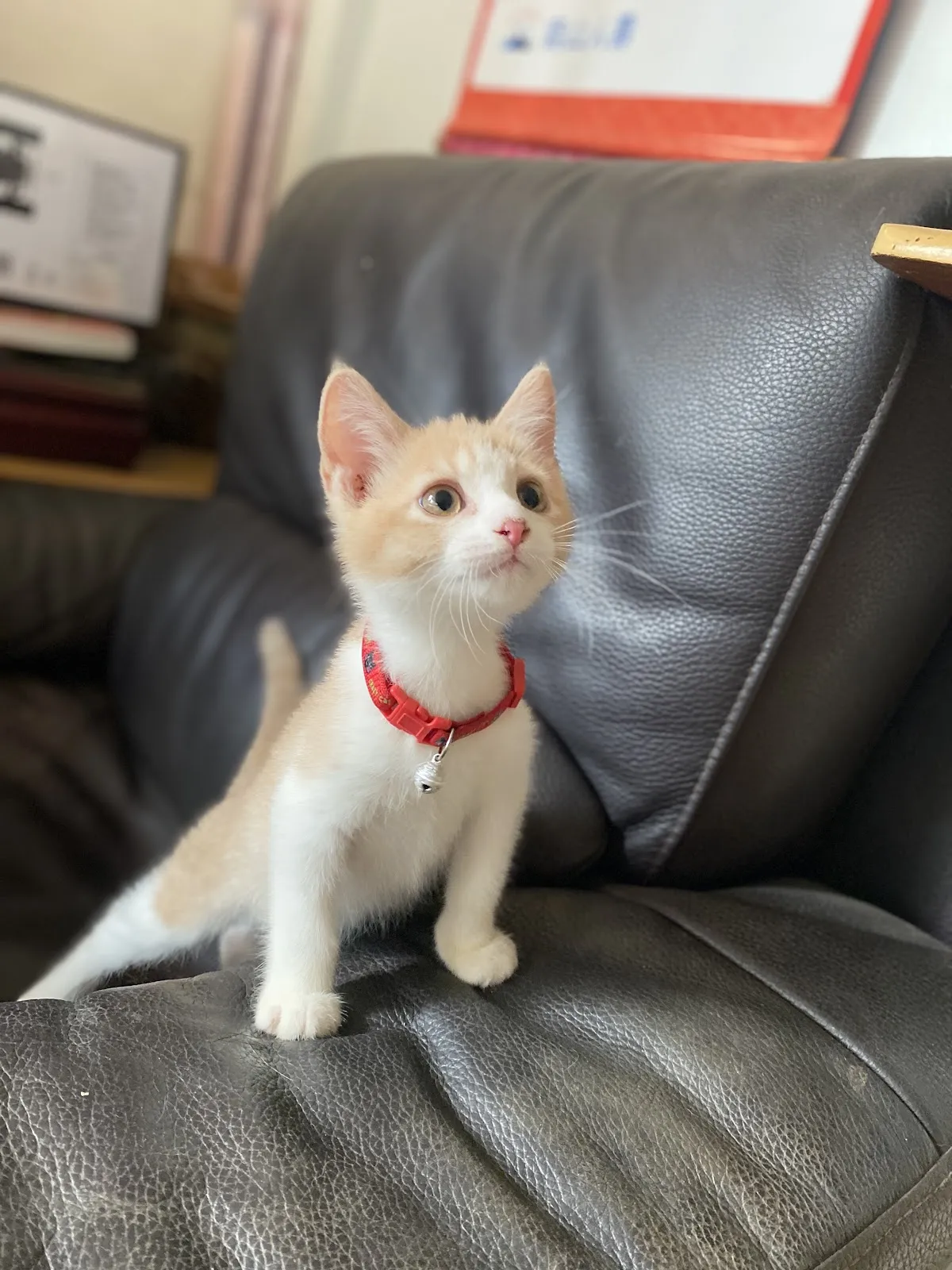 華貴皇族國際專業貓舍