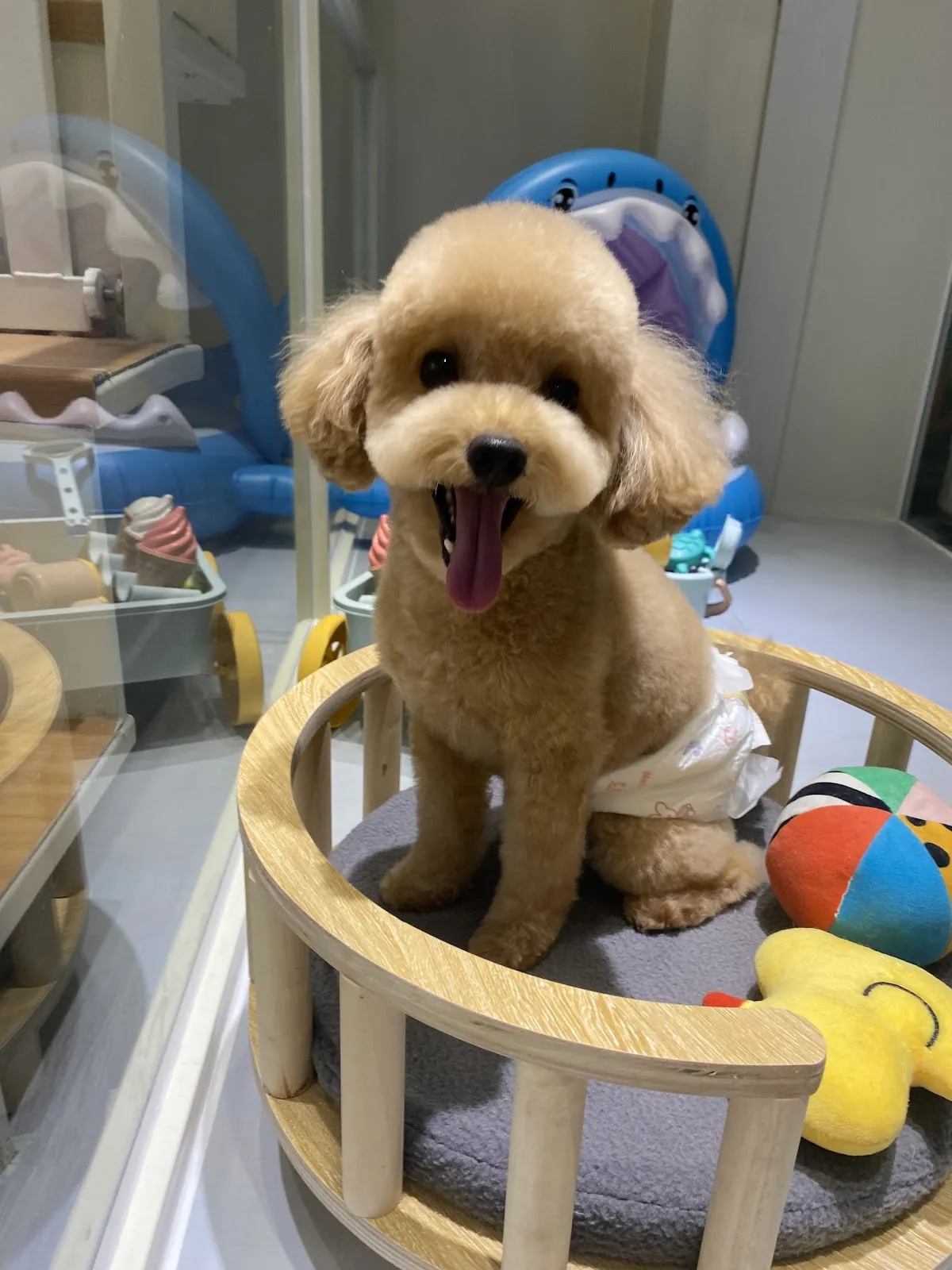 自由之丘寵物生活館