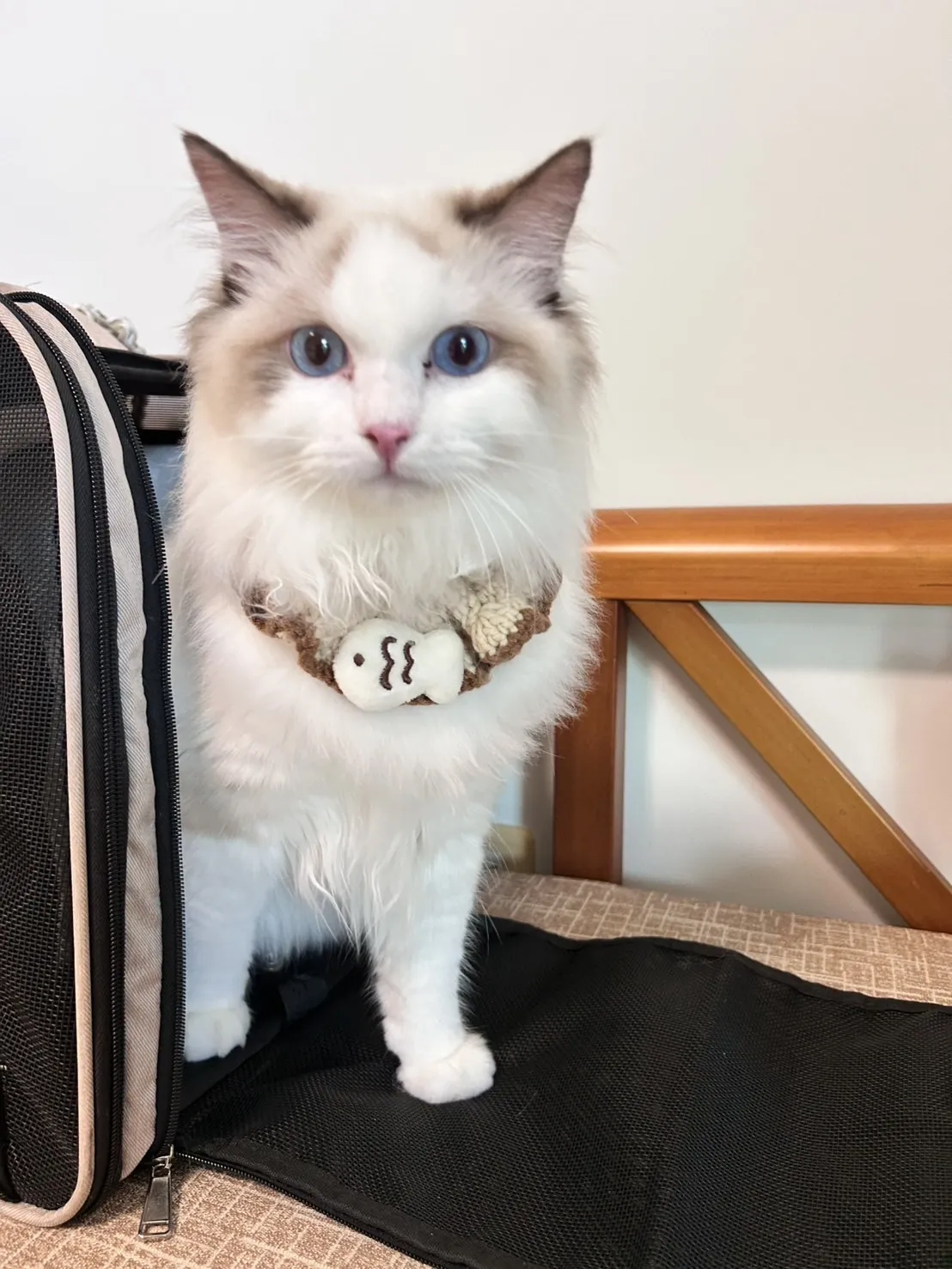 卡瑞塔布偶貓舍