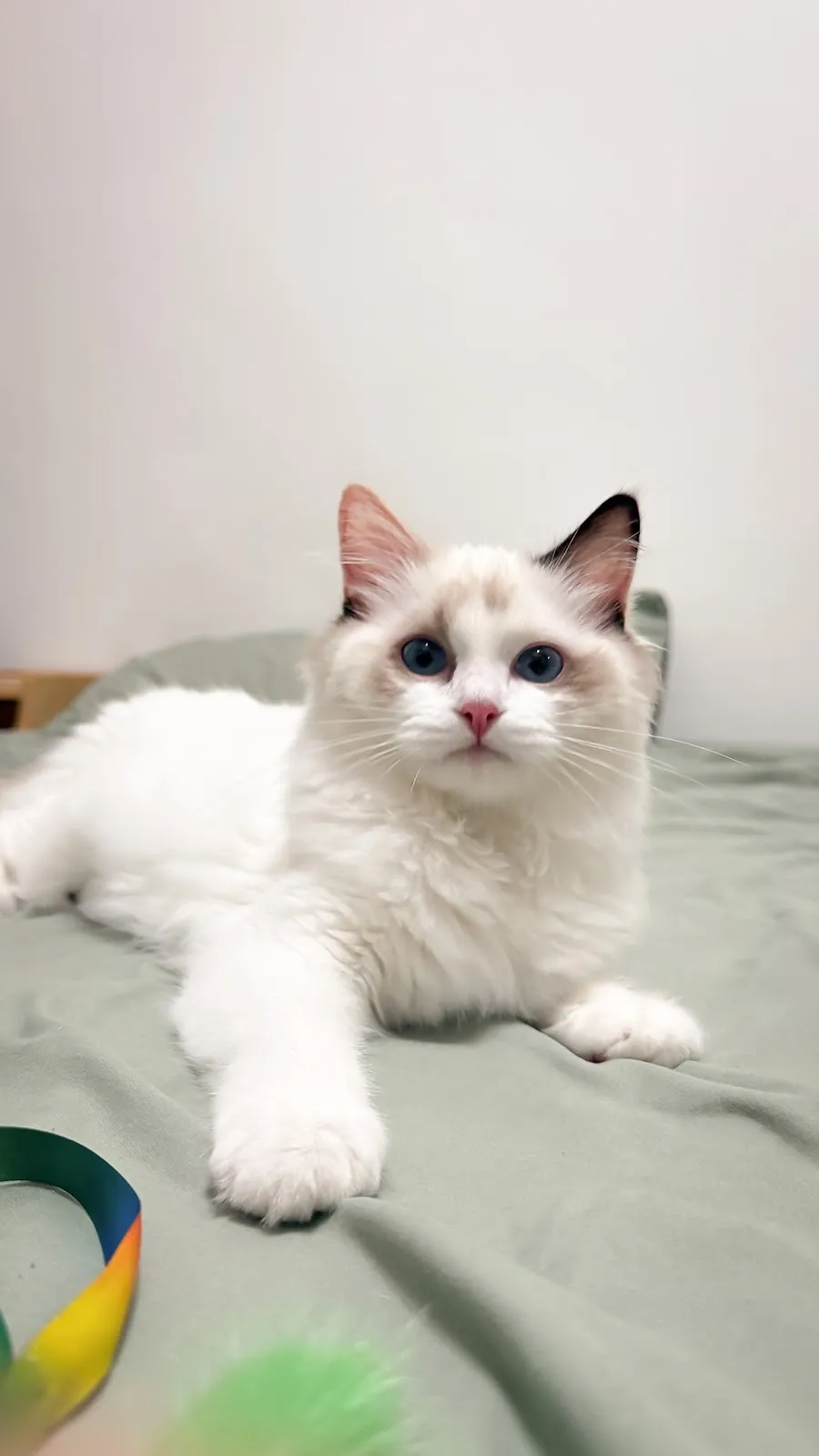 卡瑞塔布偶貓舍