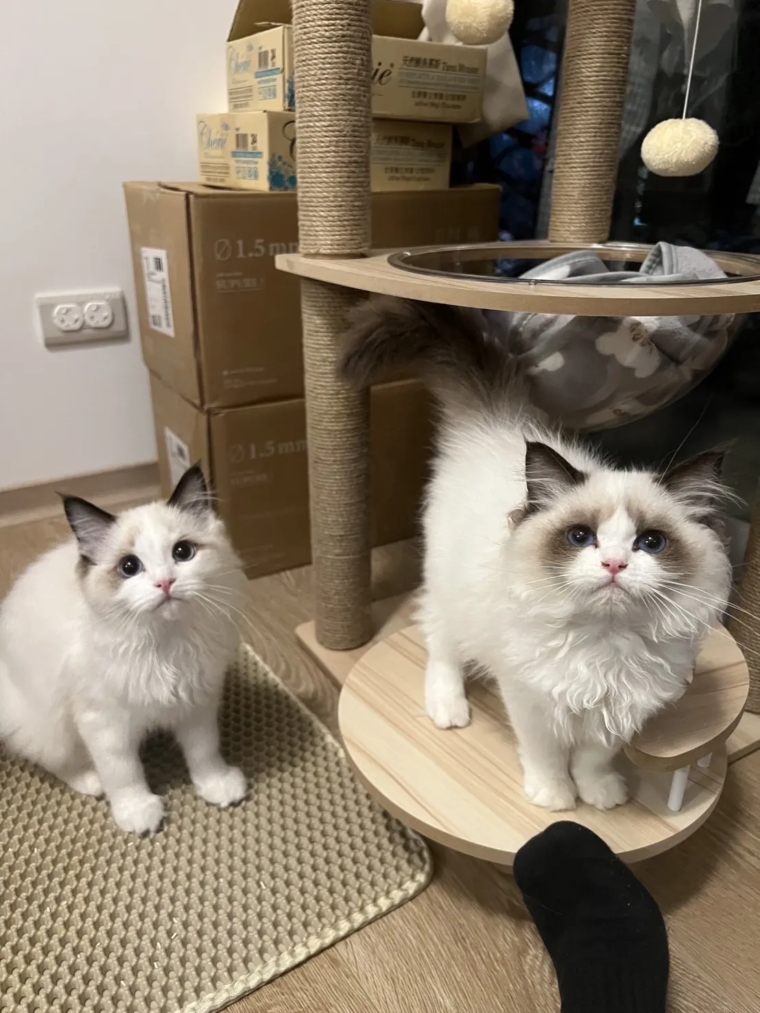 卡瑞塔布偶貓舍