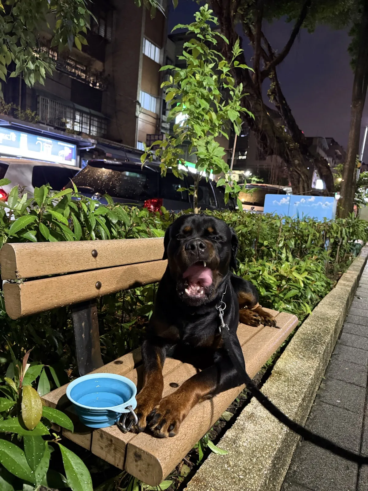台灣德系羅威那專業犬舍