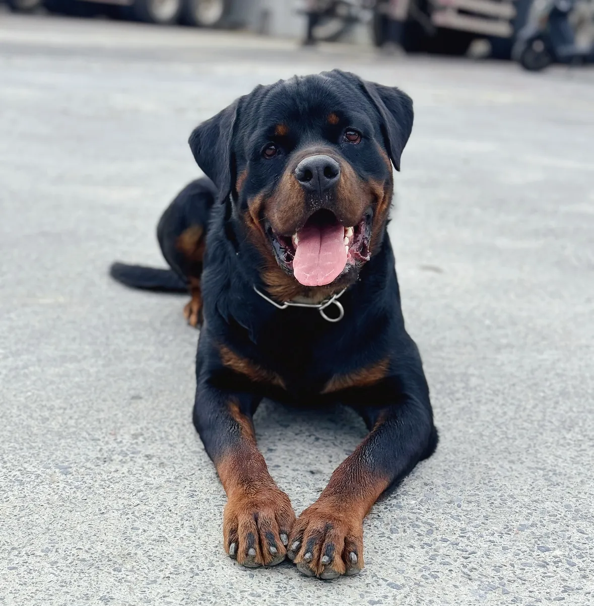 台灣德系羅威那專業犬舍