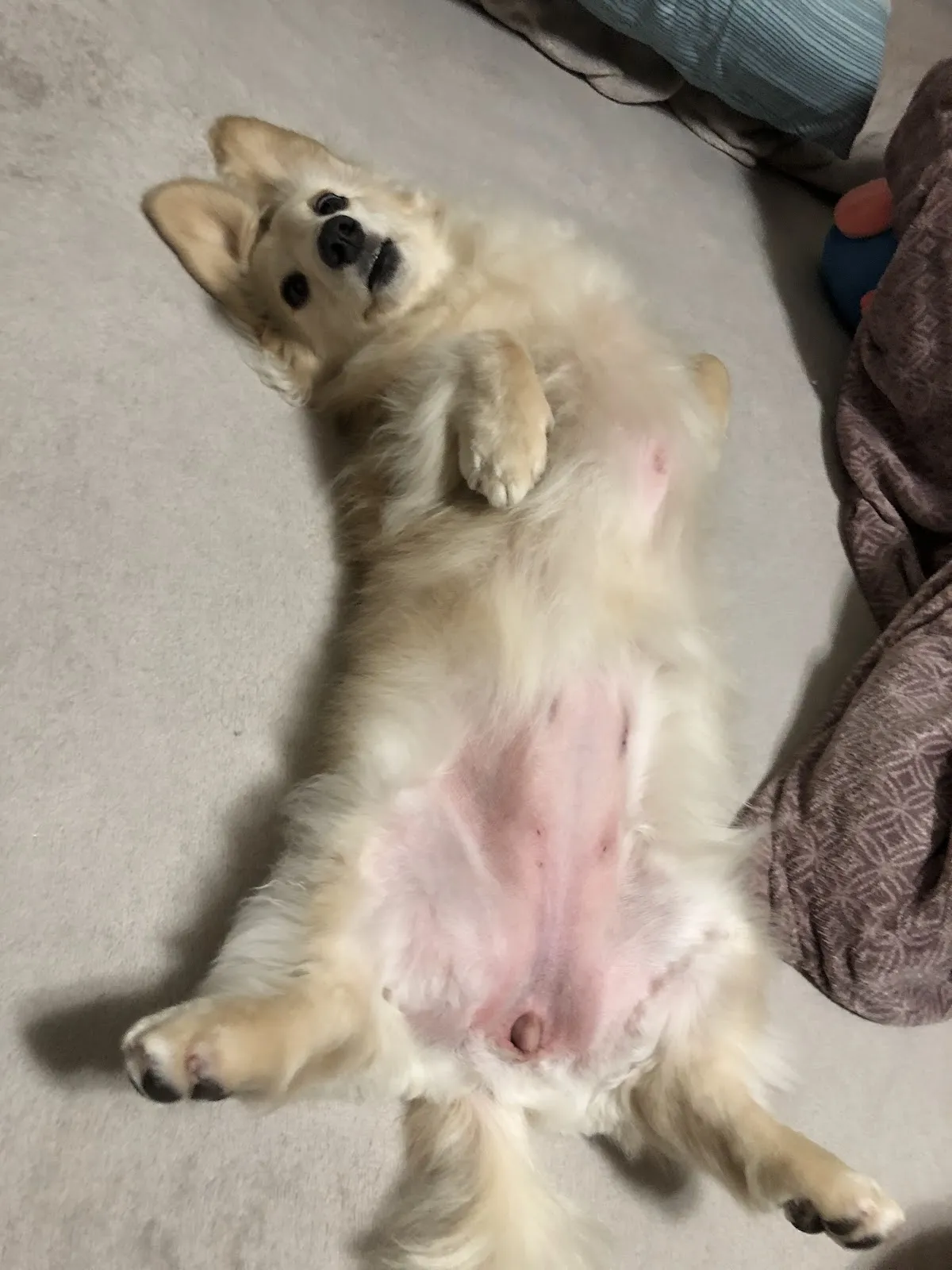 雨林寵物美容工作坊