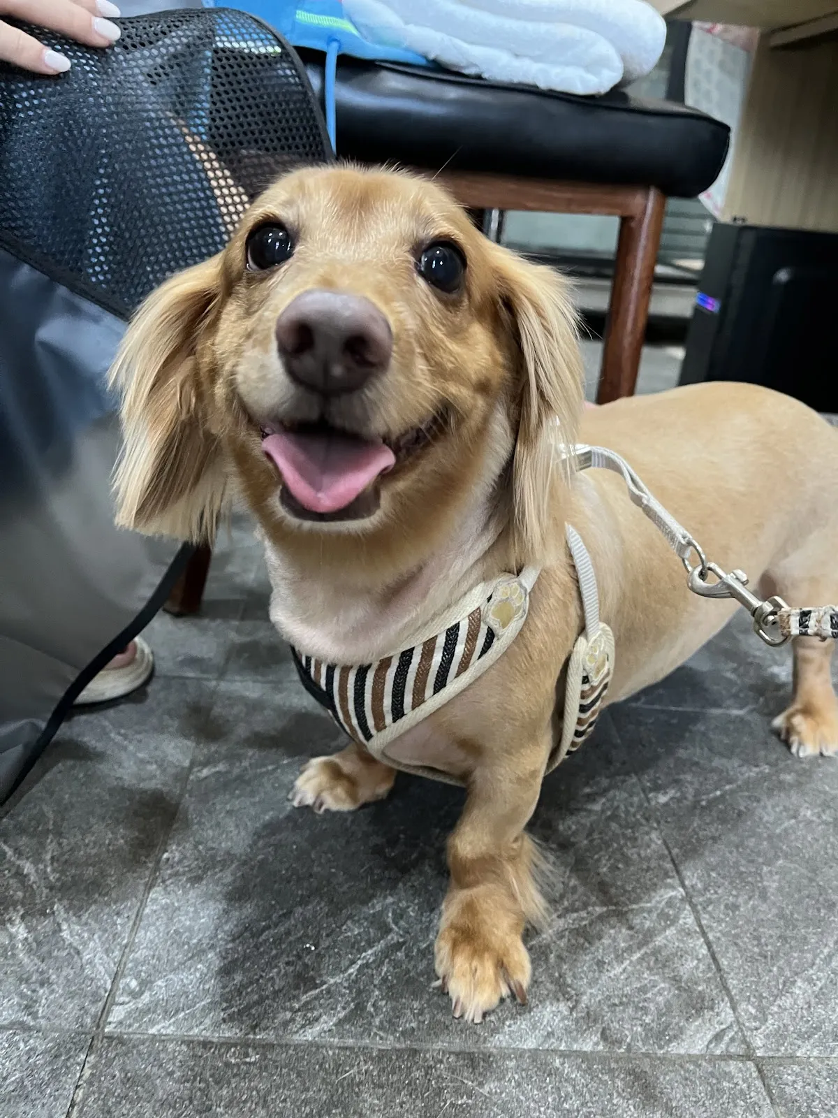 雨林寵物美容工作坊