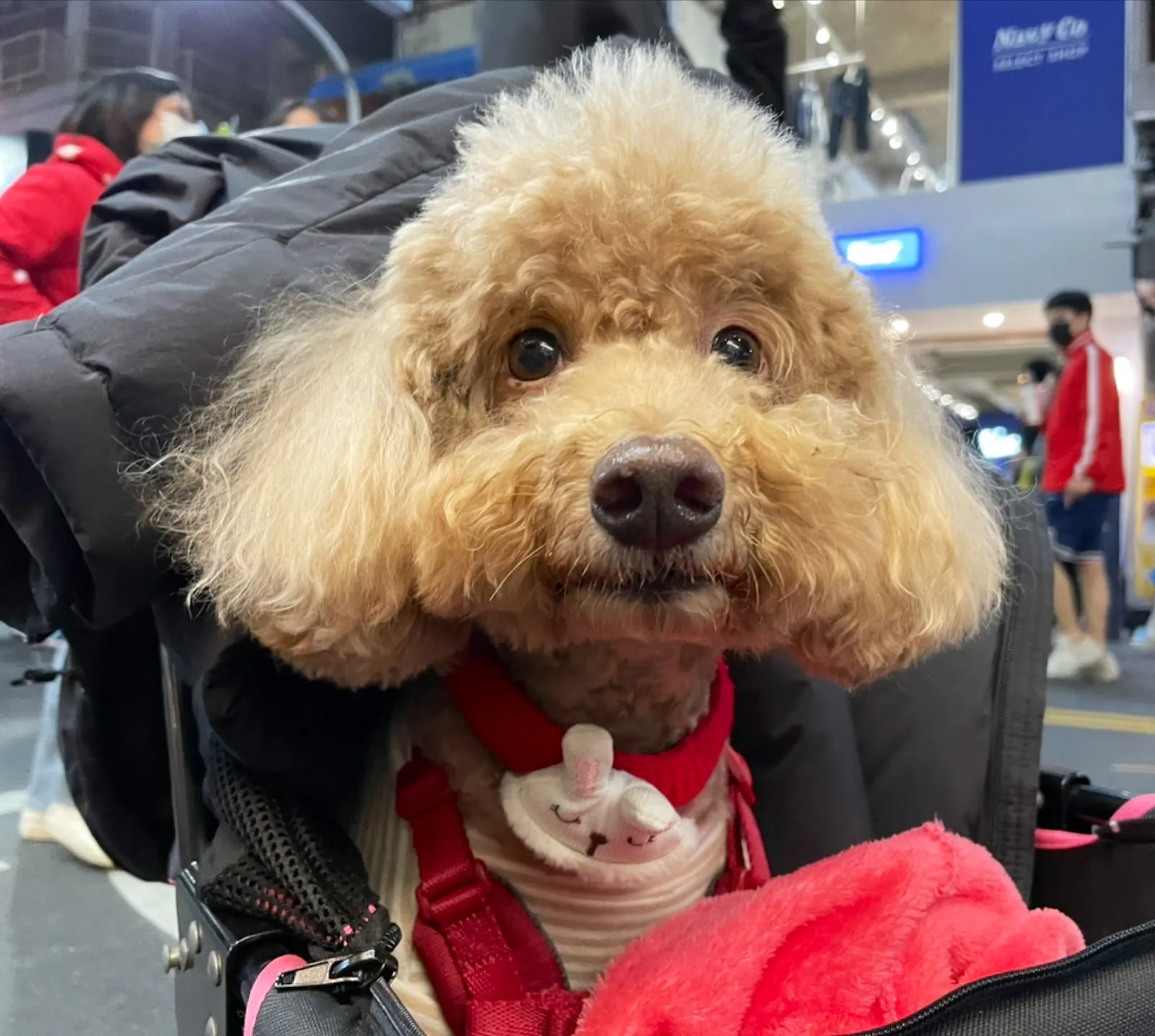 雨林寵物美容工作坊