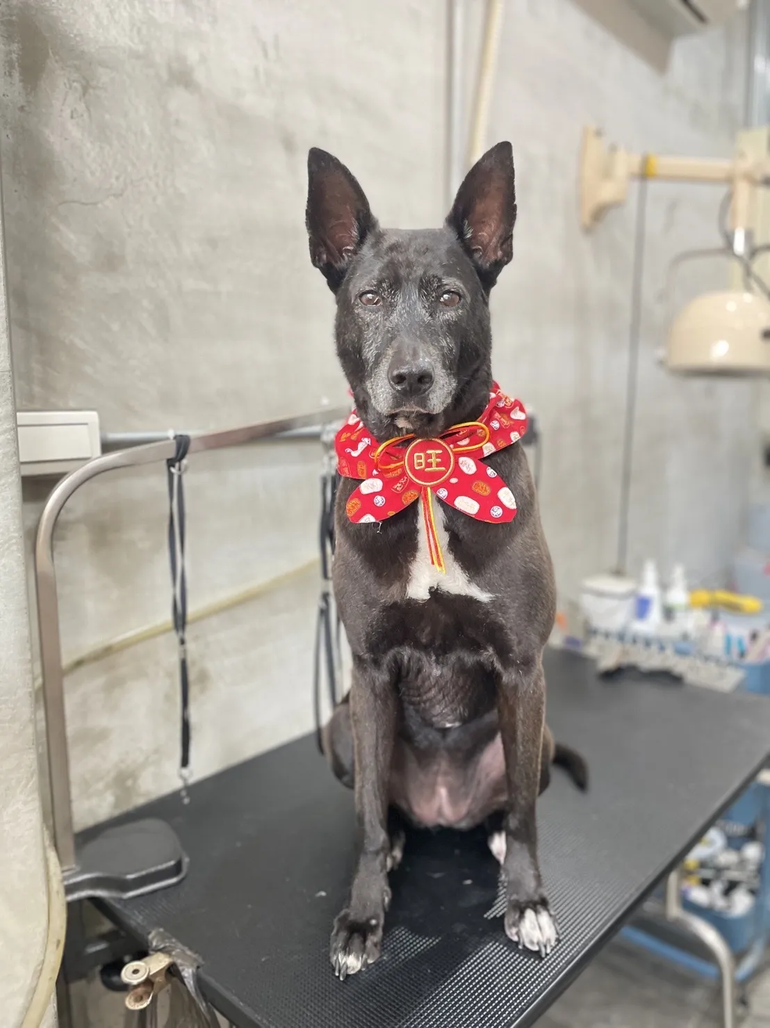 雨林寵物美容工作坊