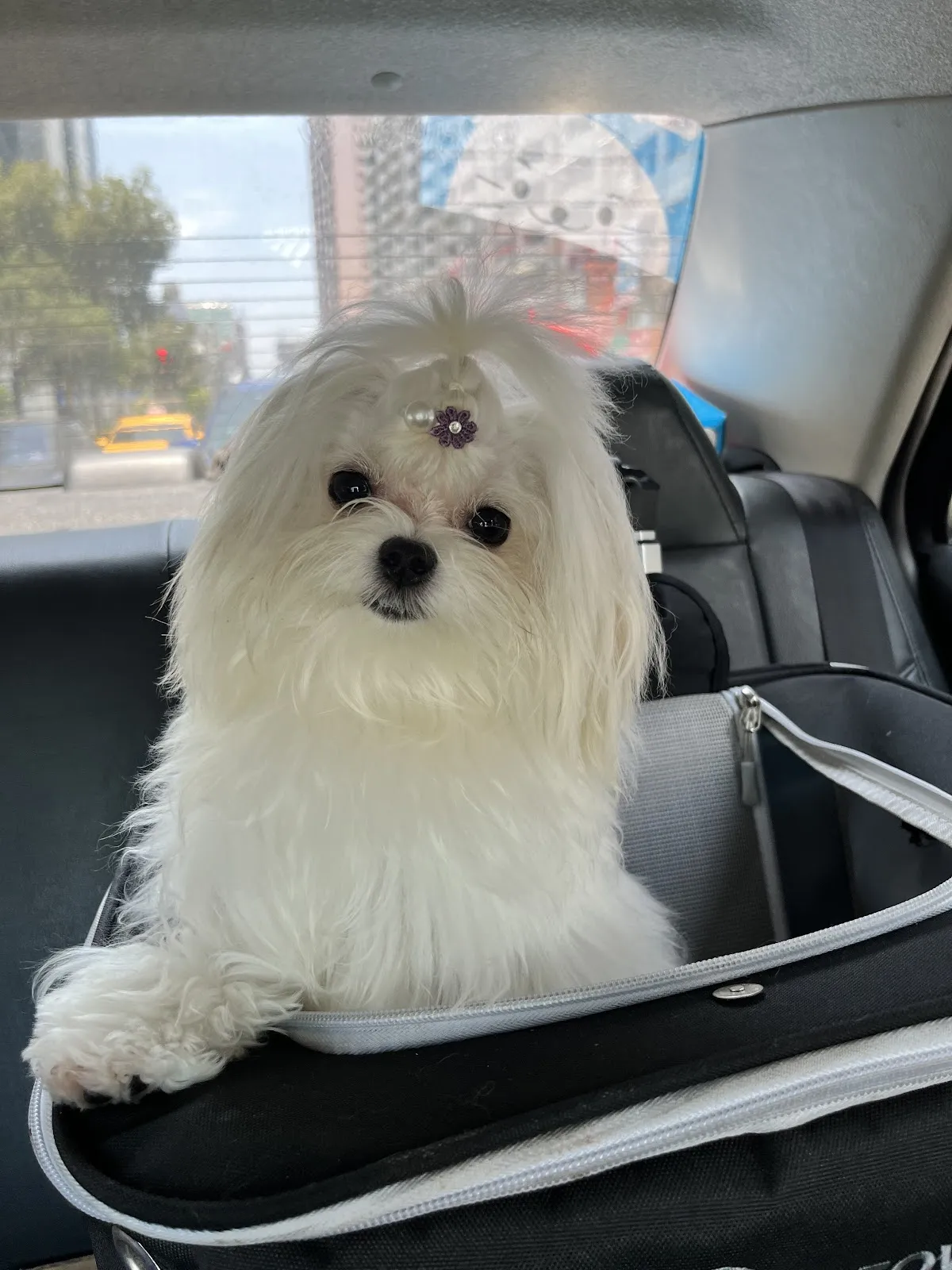 淘氣族寵物用品店