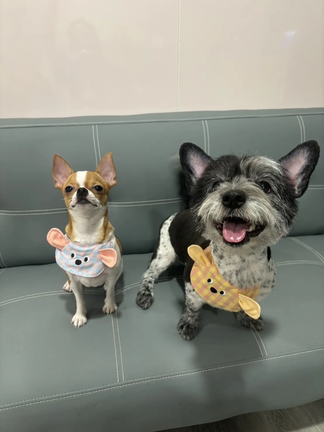 曖豆寵物造型沙龍