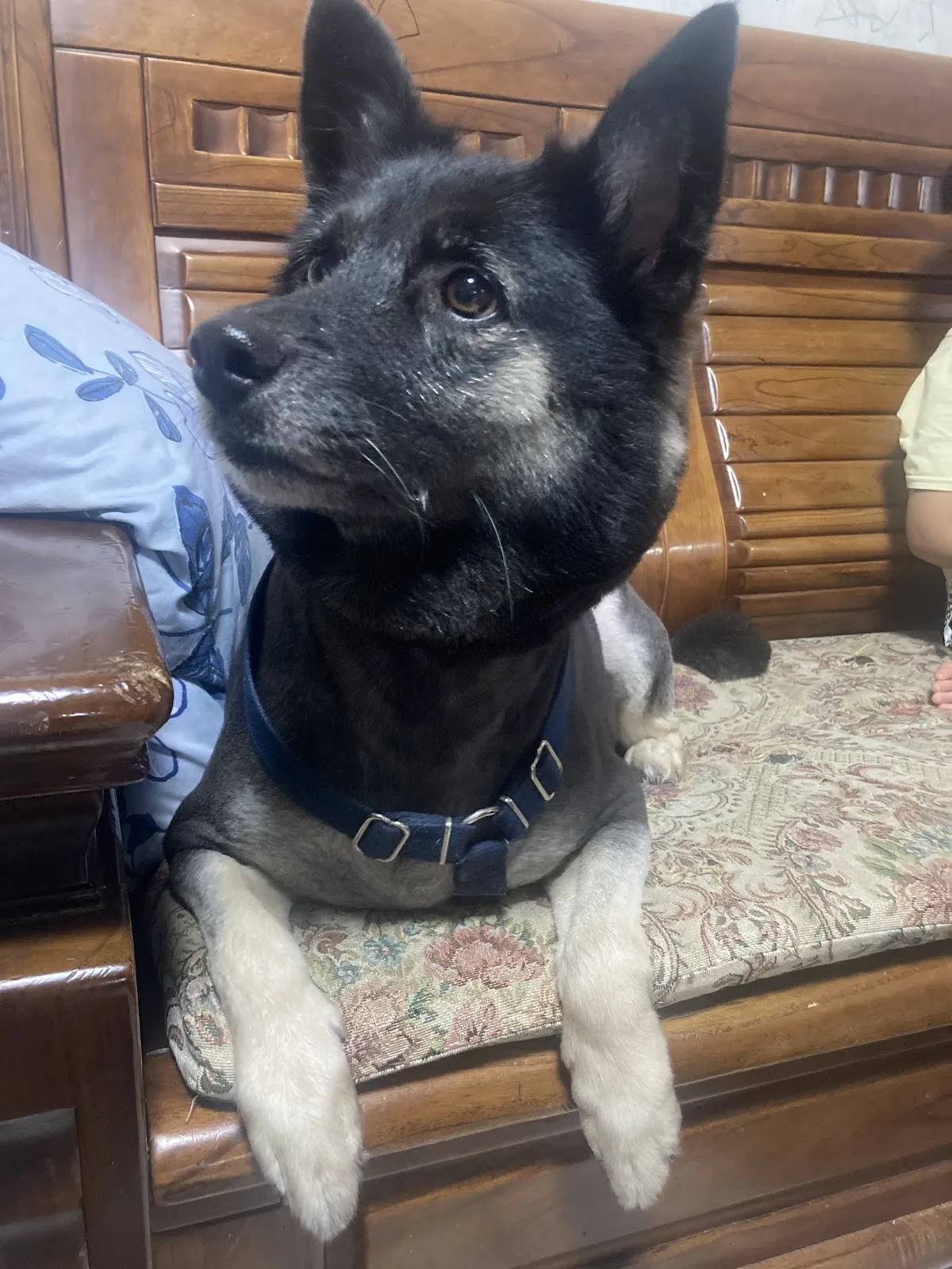 曖豆寵物造型沙龍