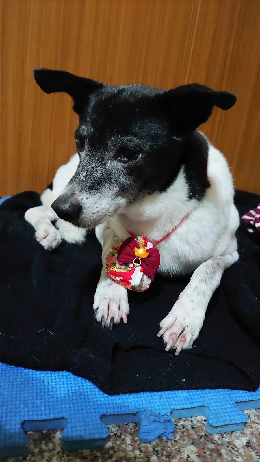 曖豆寵物造型沙龍