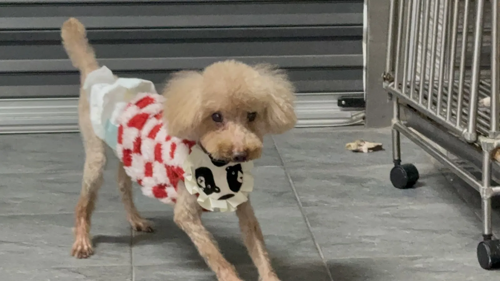 曖豆寵物造型沙龍