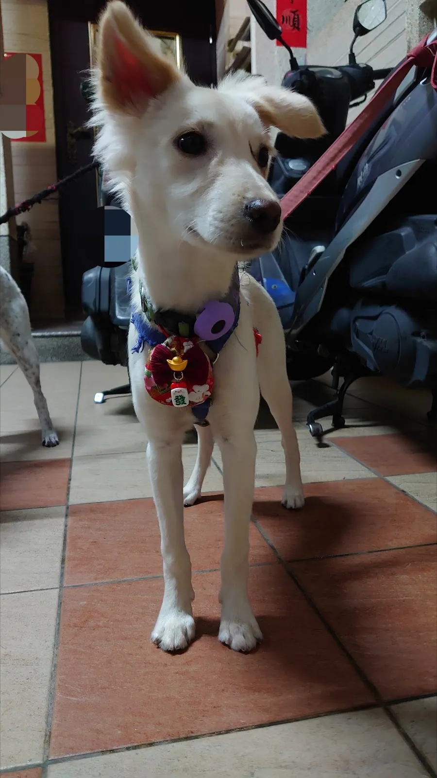 曖豆寵物造型沙龍