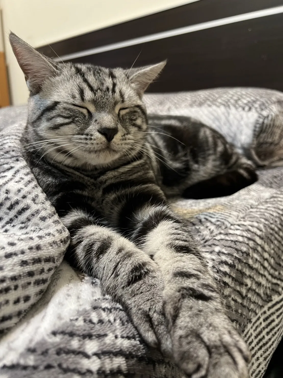 黃星專業犬貓舍