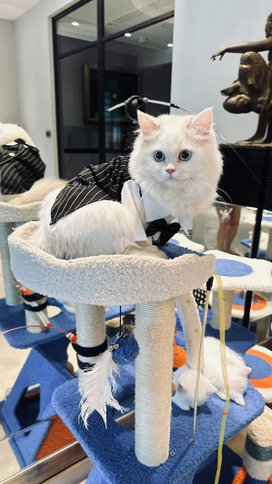 黃星專業犬貓舍