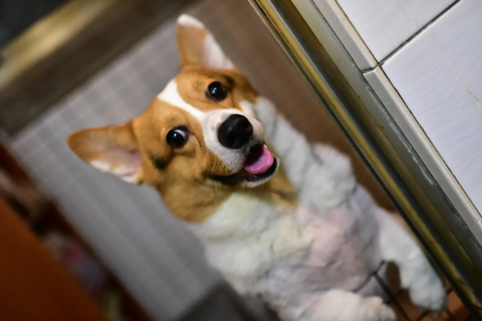 吉利寵物美容屋