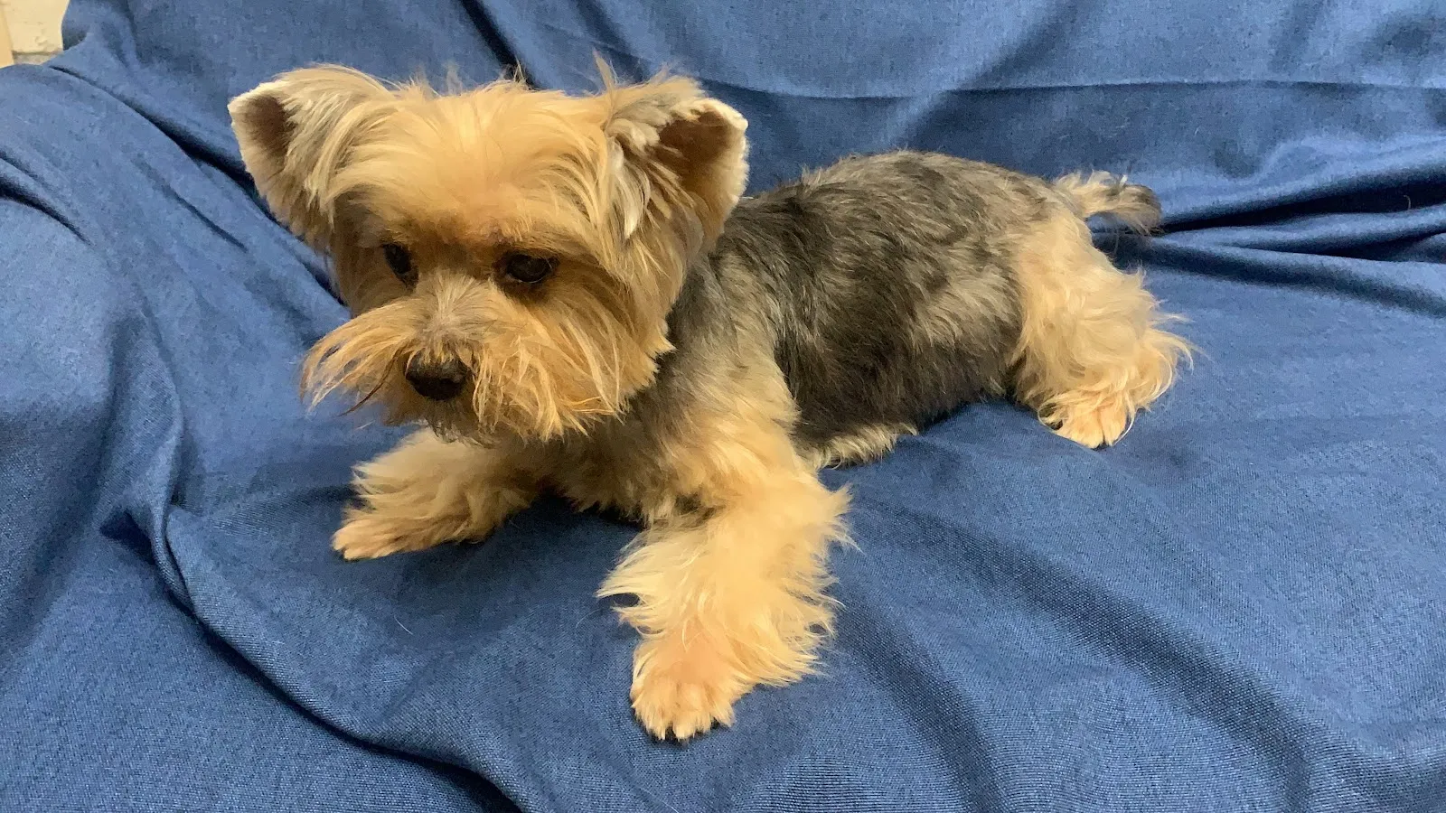 摩登寵物生活館