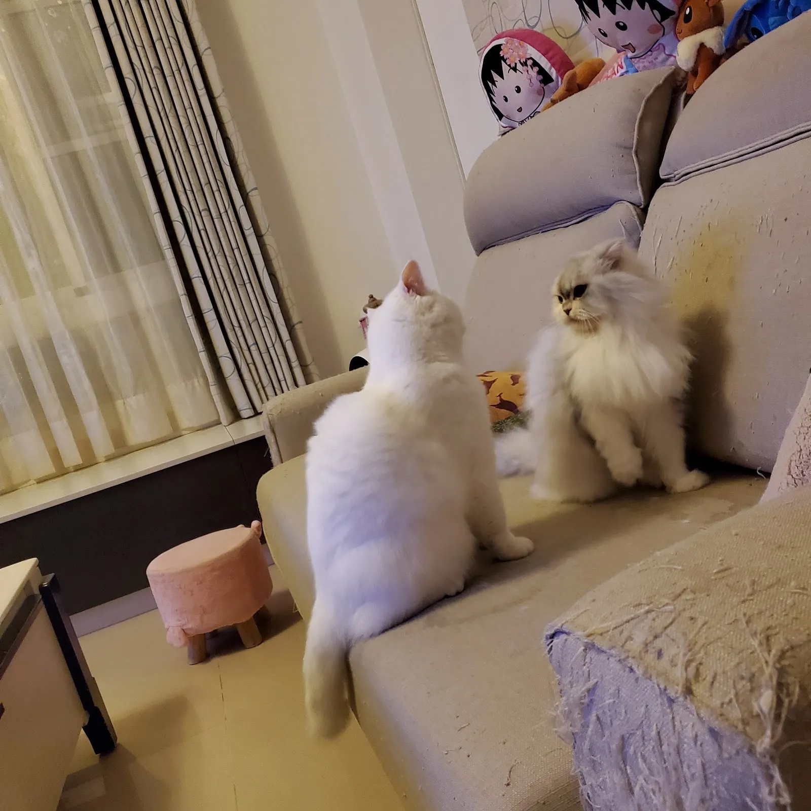 朵貓貓寵物沙龍坊