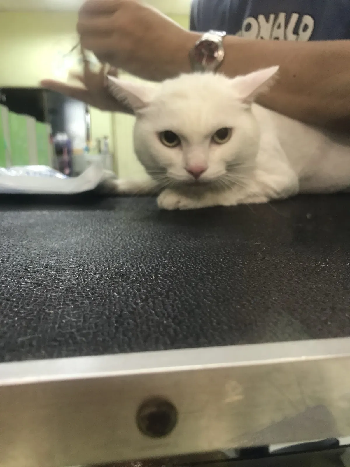 朵貓貓寵物沙龍坊