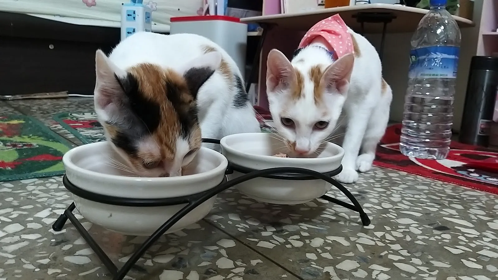 哈克狗與湯姆貓寵物生活館