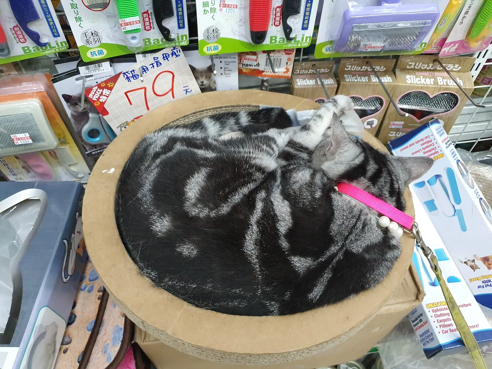 哈克狗與湯姆貓寵物生活館