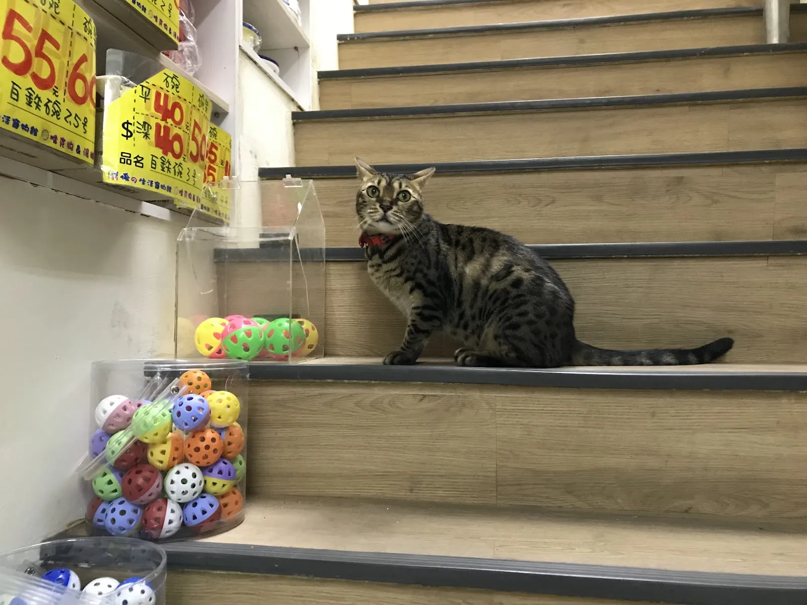 哈克狗與湯姆貓寵物生活館