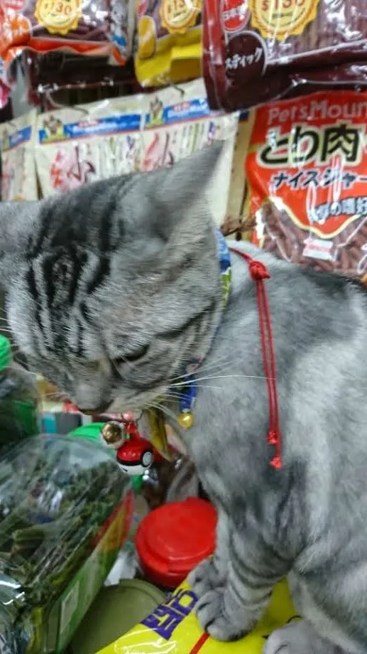 哈克狗與湯姆貓寵物生活館