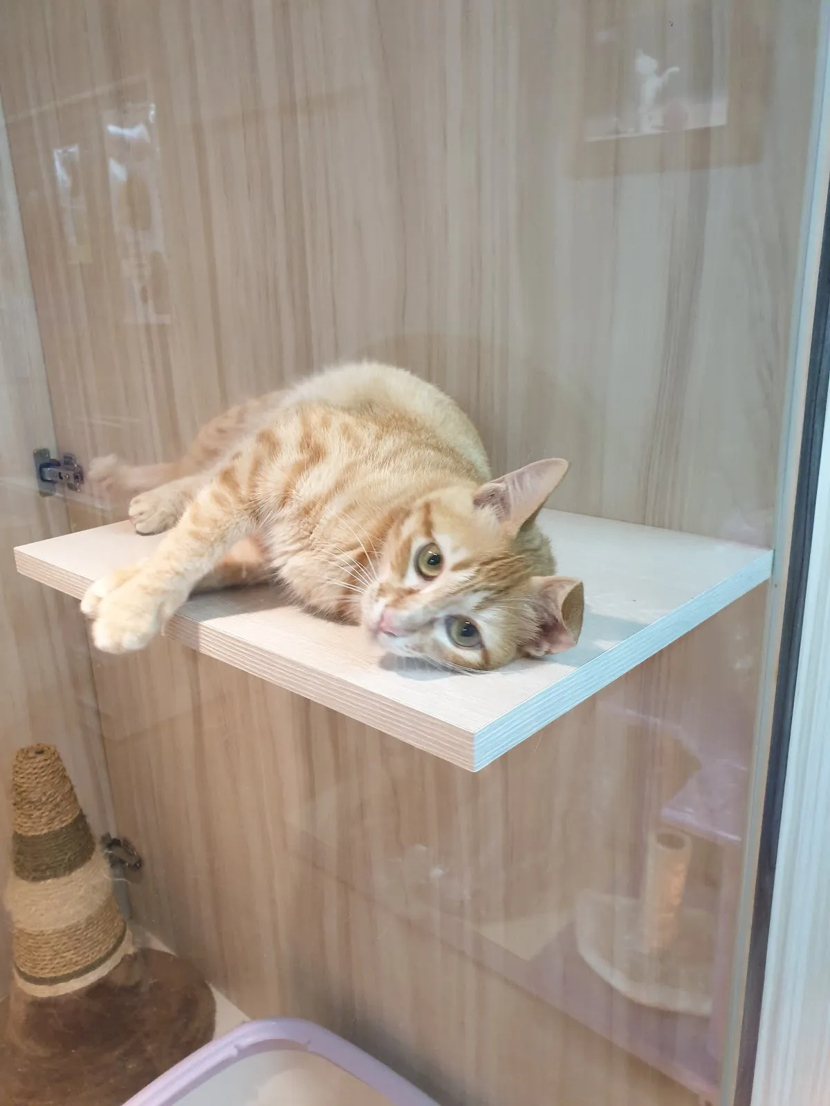 哈克狗與湯姆貓寵物生活館