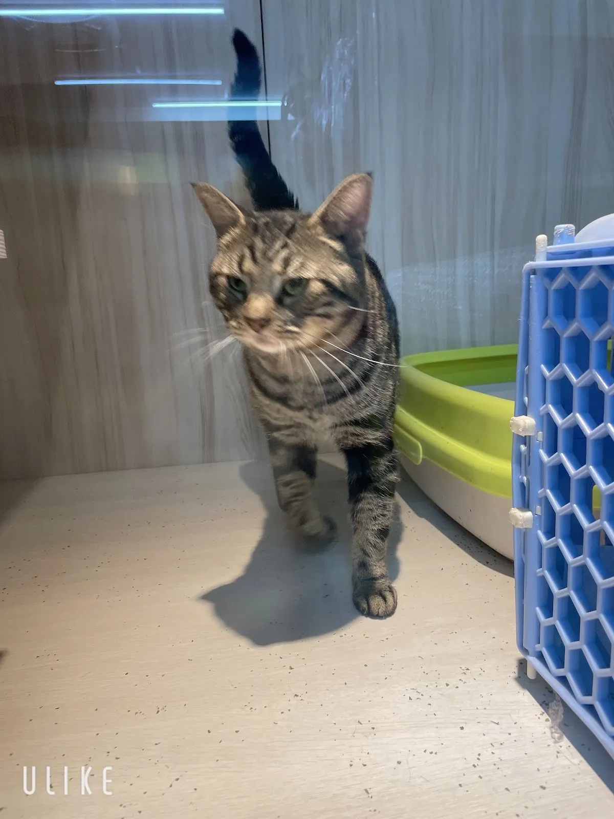 哈克狗與湯姆貓寵物生活館