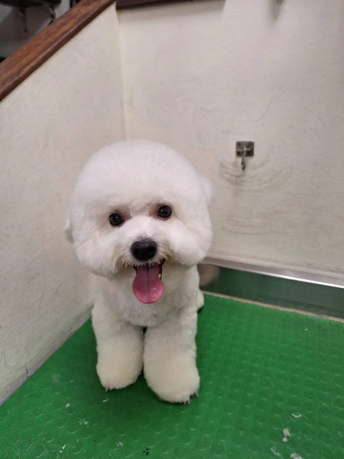 鴻賓寵物美容之家