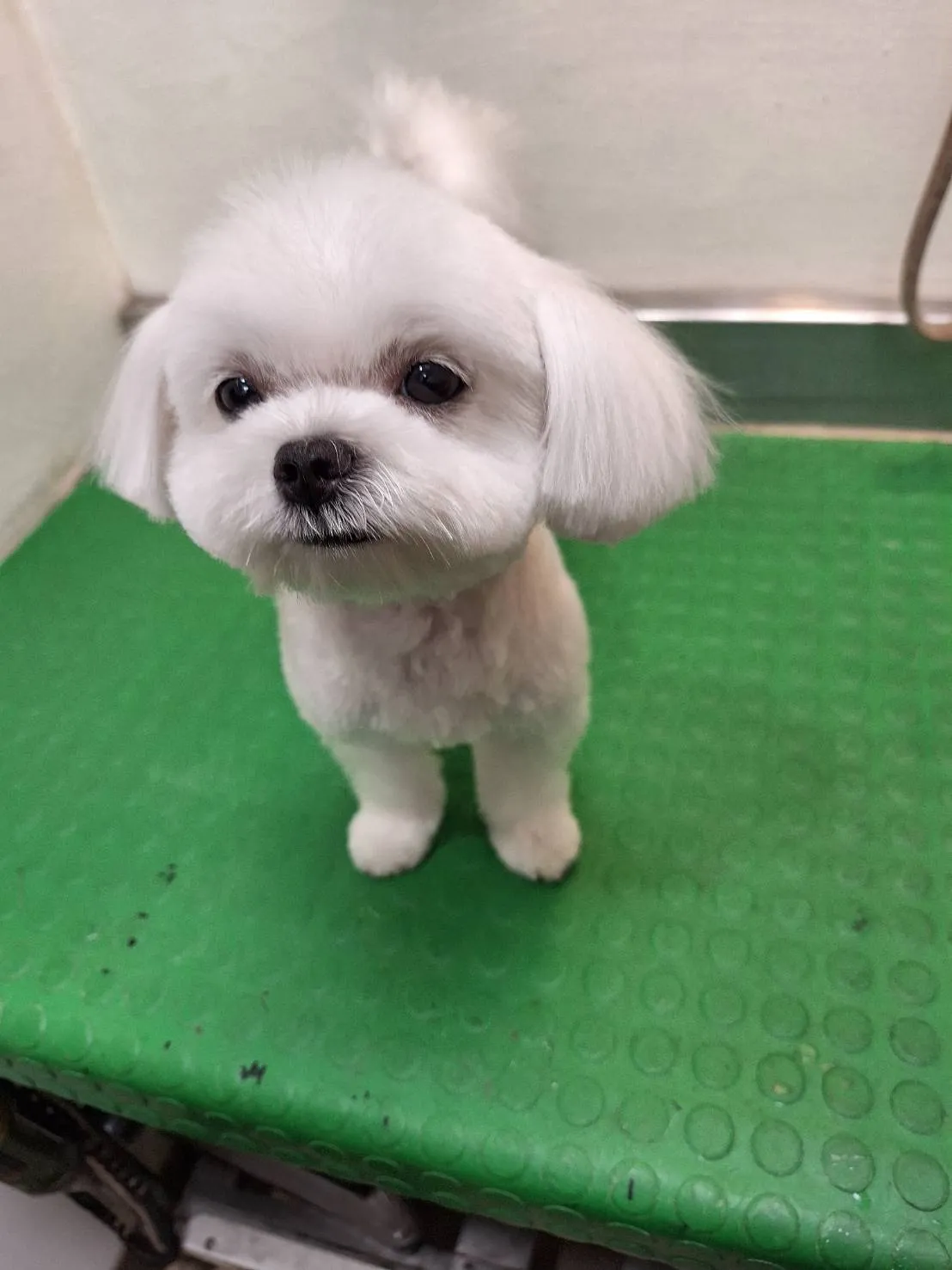 鴻賓寵物美容之家