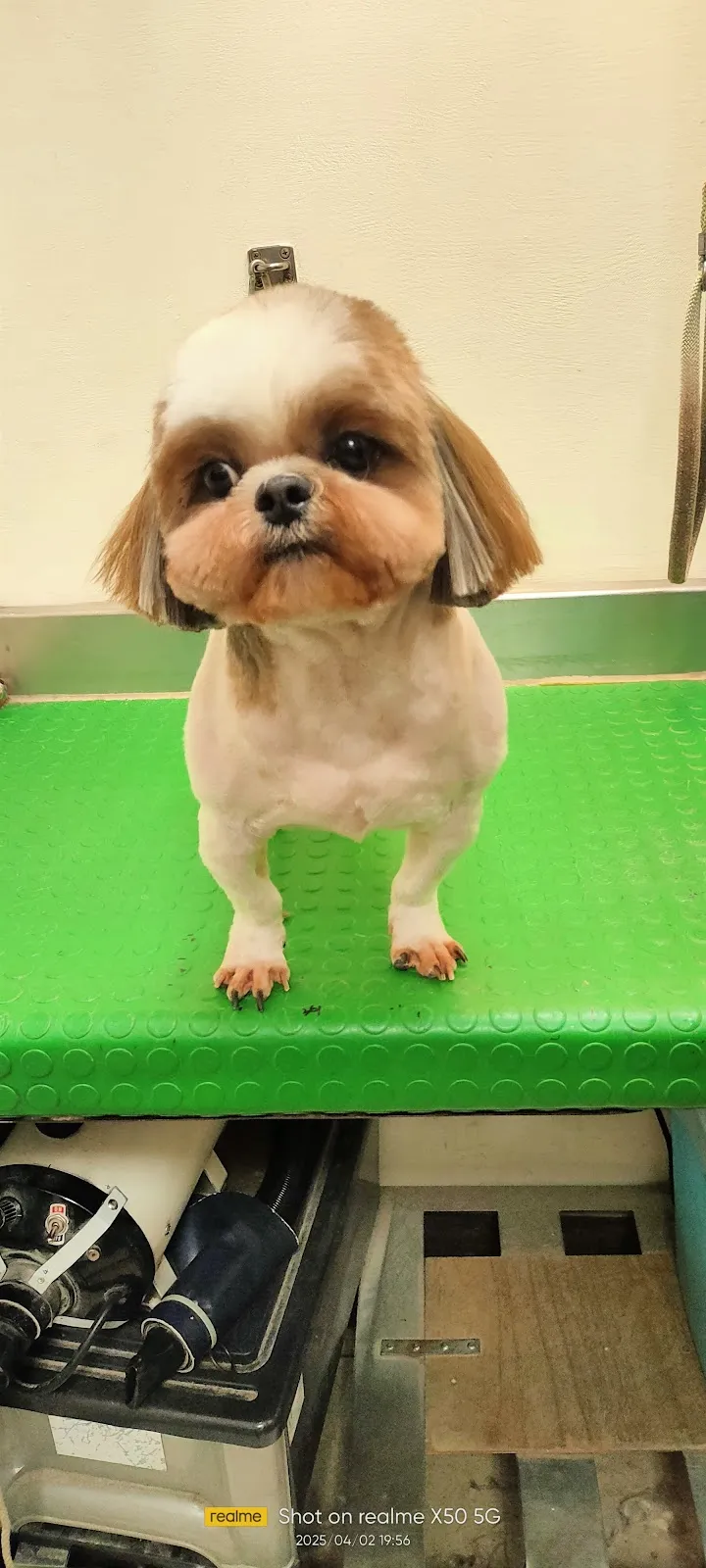 鴻賓寵物美容之家