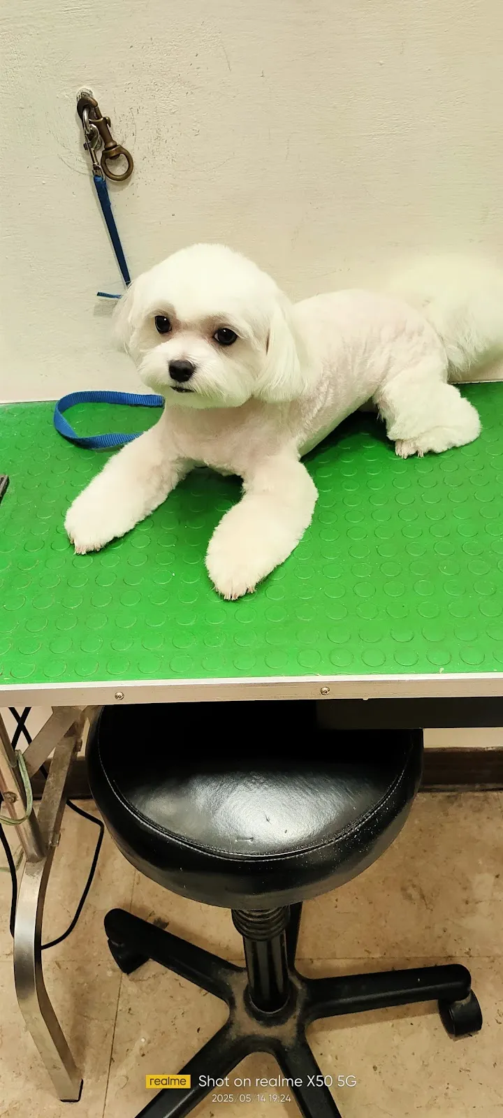 鴻賓寵物美容之家